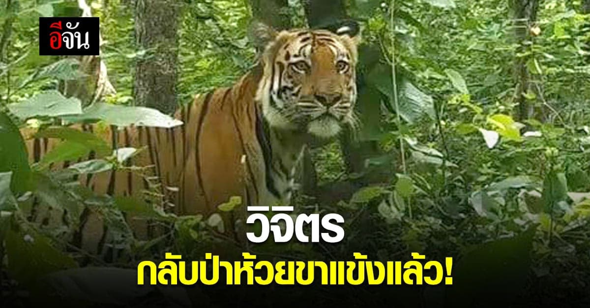 เสือโคร่ง “วิจิตร” เดินกลับป่าห้วยขาแข้งแล้ว!