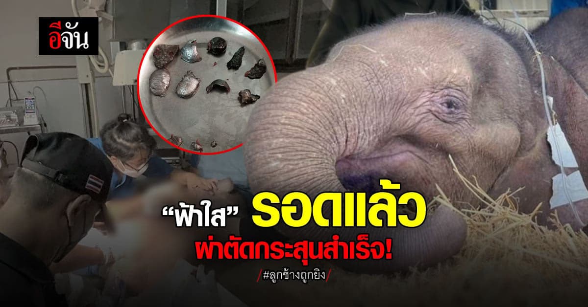 ช้างน้อย ฟ้าใส ผ่าตัดกระสุน ผงะ! มีทั้งหมด 13 ชิ้น