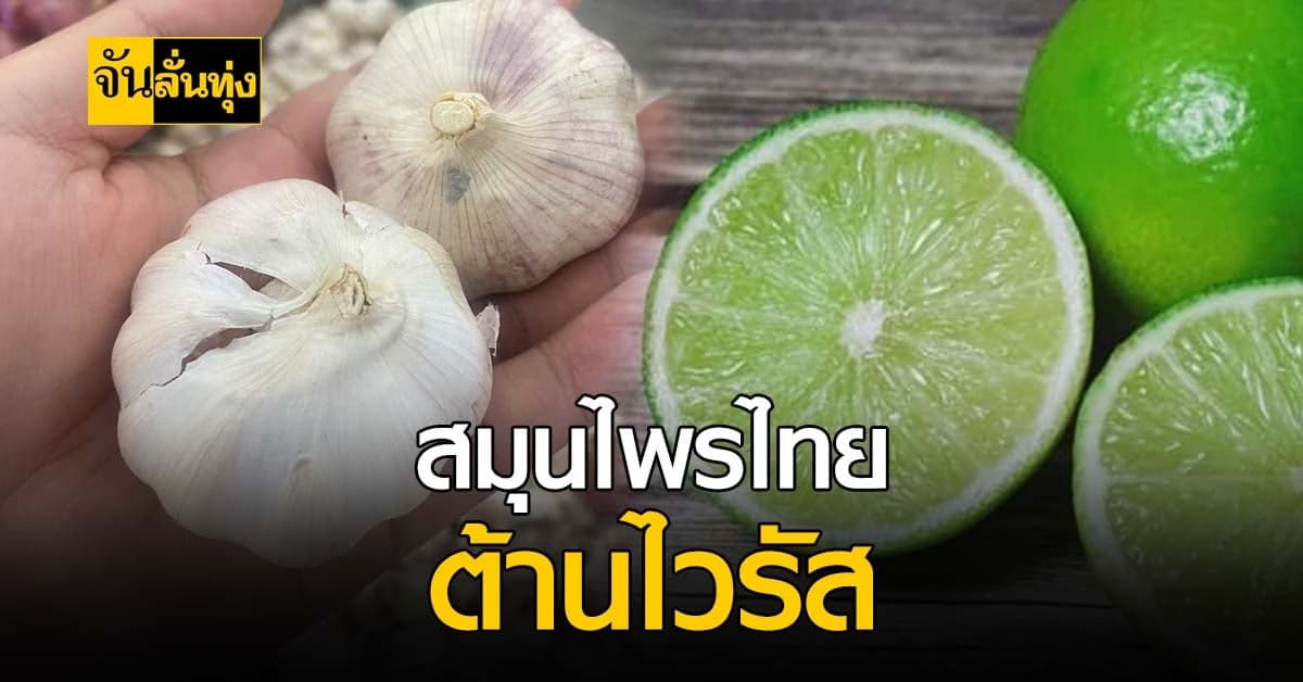 4 สมุนไพรไทย เสริมสร้างภูมิคุ้มกัน! ห่างไกลโรค