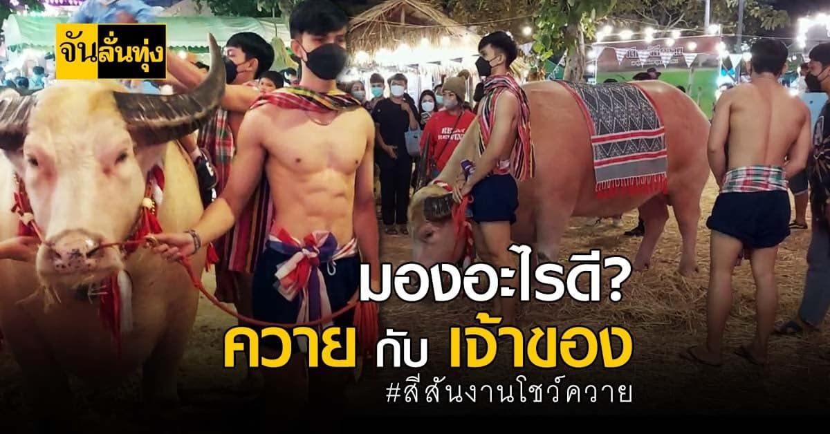 อุดรธานี จดงานโชว์ ควายไทยโบราณ เจอเจ้าของควายซิกแพคแน่น