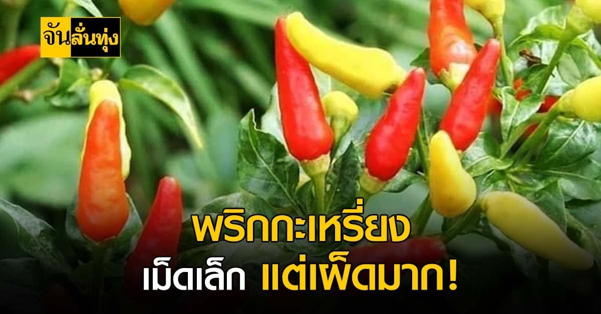 พริกกะเหรี่ยง จิ๋วแต่แจ๋ว! ความเผ็ดไม่เป็นรองใคร สรรพคุณทางยา สุดปัง…