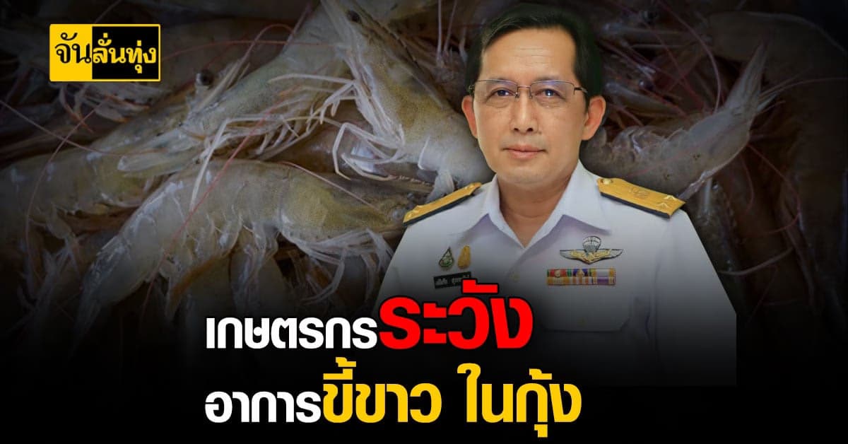 เตือนแล้วนะ! เกษตรกรเลี้ยงกุ้ง ระวังอาการ ขี้ขาวในกุ้ง