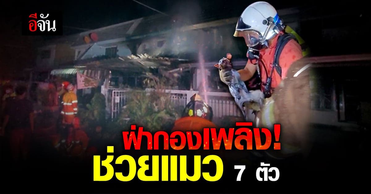 กราบหัวใจ! กู้ภัย ฝ่ากองเพลิง ช่วยแมว 7 ตัว รอด 4 ตาย 3