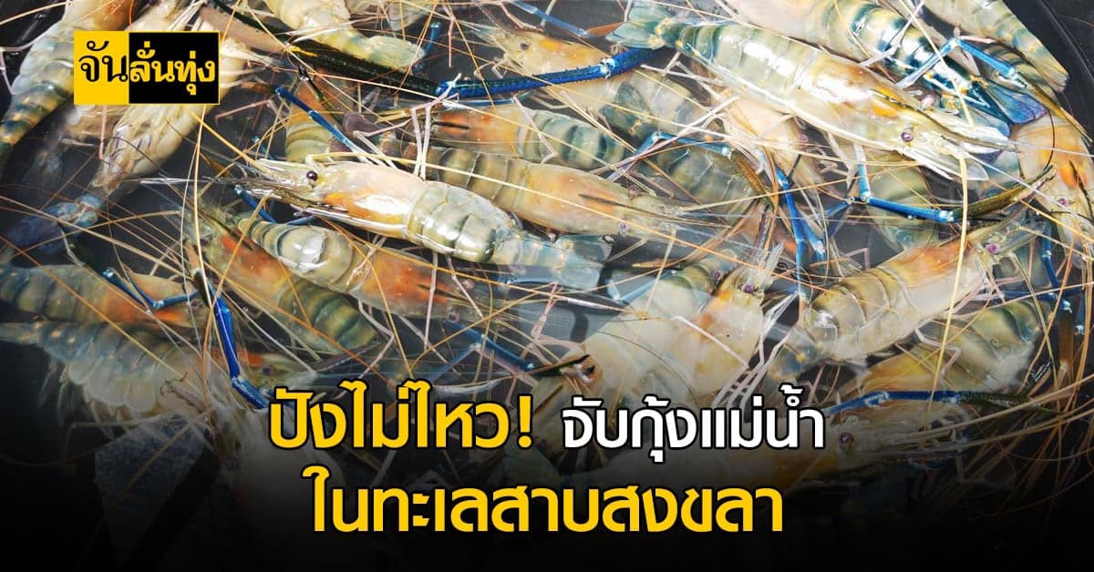 จึ้งมาก! ชาวประมง จับ กุ้งแม่น้ำ ในทะเลสาบ ได้เกือบ 10 กิโล