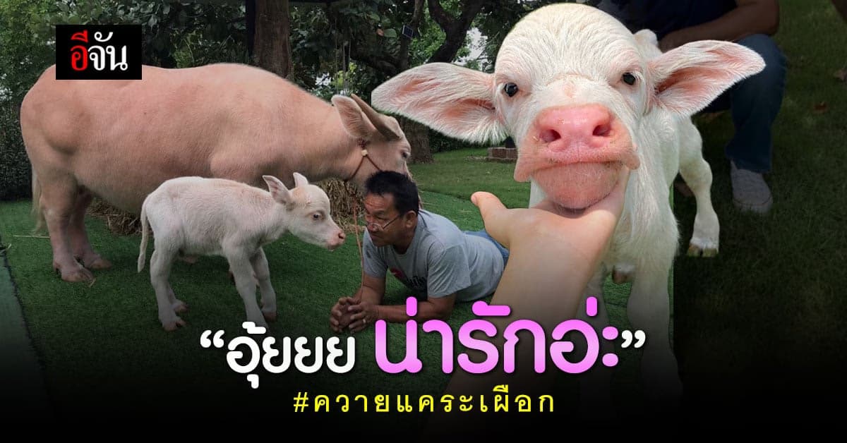 ควายแคระเผือก พ่อพันธุ์ ตัวแรกของไทย