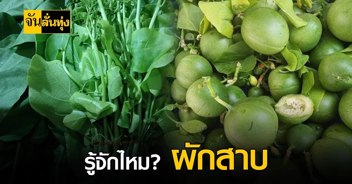 ผักสาบ ผักพื้นบ้าน ของไทย ที่หลายคนไม่รู้จัก!