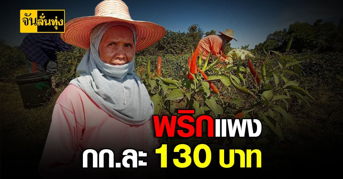 เกษตรกร โคราชยิ้มออก! หลัง ราคาพริก รับซื้อหน้าสวน กก. 130 บาท