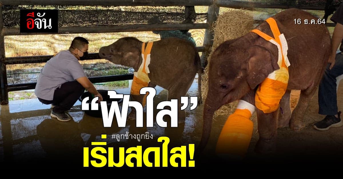 “ฟ้าใส” อาการดีขึ้นเรื่อยๆ กินเก่ง อารมณ์ดี