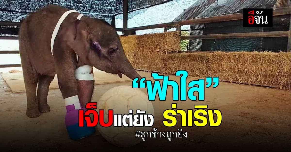 ฟ้าใส ไร้เดียงสา แม้เจ็บปวดจากการทำแผล แต่ยังร่าเริง