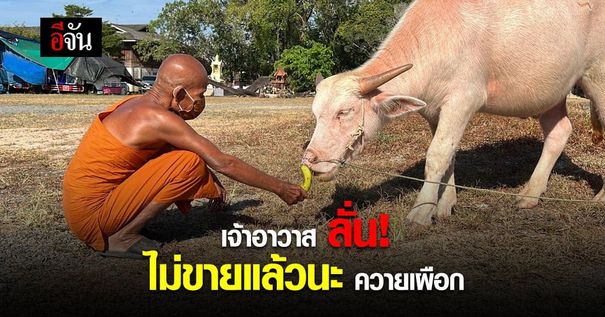 พระครูปลัดโอฬาร เจ้าอาวาสวัดอีแงว ลั่น ไม่ขายแล้วนะ ควายเผือก