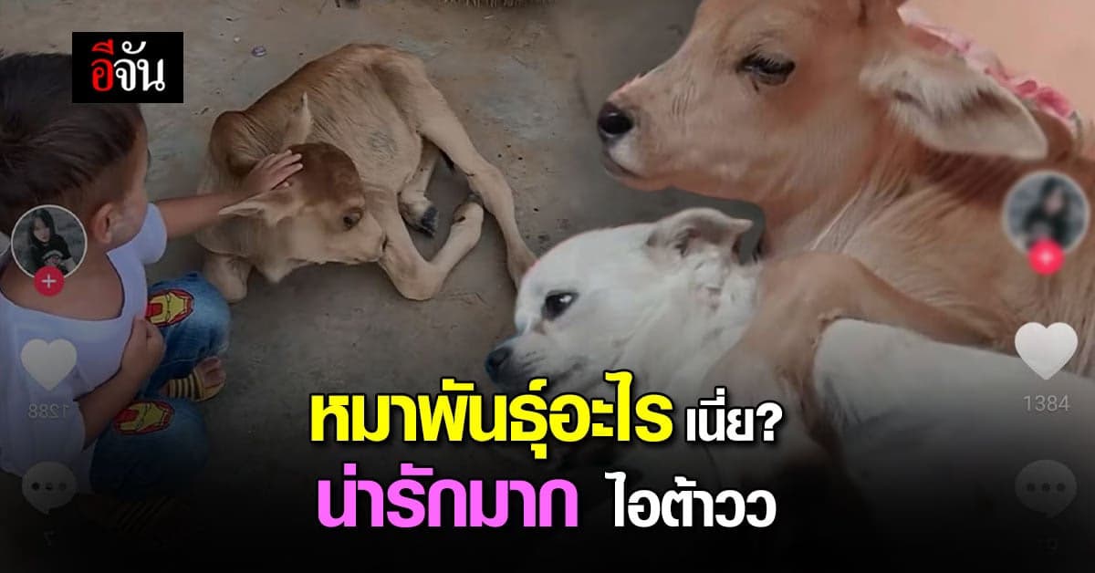 วัวน้อย เบเบ้  น่ารัก เลี้ยงในบ้าน เชื่องเหมือนสุนัข!