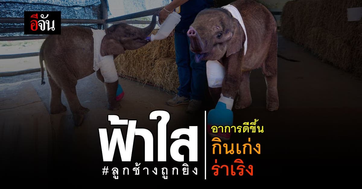 สวนนงนุช อัปเดต อาการ ฟ้าใส ลูกช้างถูกยิง วันนี้ ร่าเริง กินเก่ง