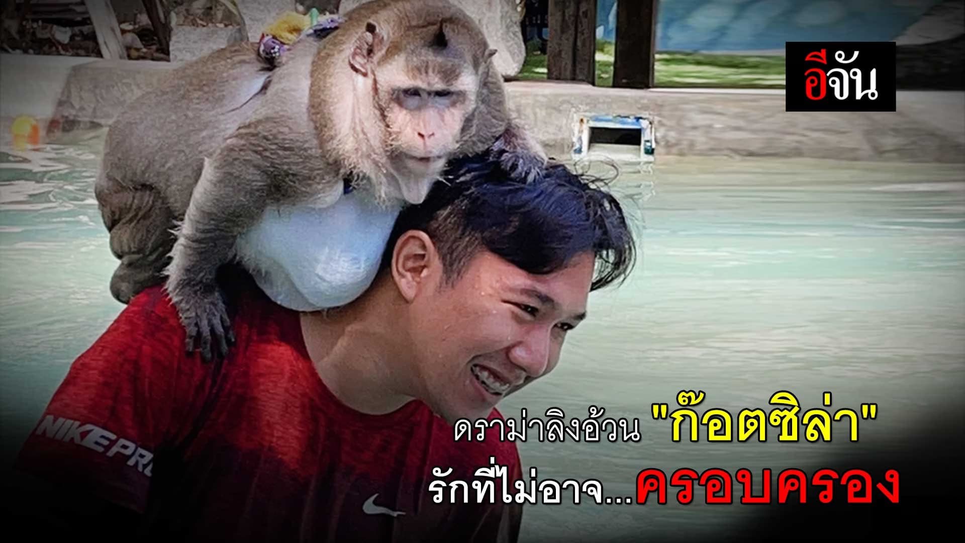 คลิป : ดราม่าลิงอ้วน “ก๊อตซิล่า”   รักที่ไม่อาจครอบครอง