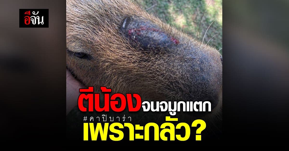 เจ้าของสวนสัตว์ เดือด! นทท. ตีหน้า คาปิบาร่า เลือดออก อ้างกลัว?