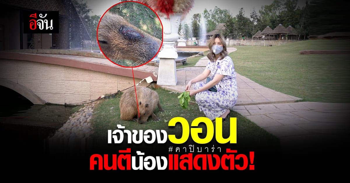 เจ้าของสวนสัตว์ ยืนยัน คาปิบาร่า ใจดี-เชื่อง วอนคนตีน้องเข้ามาพูดคุย