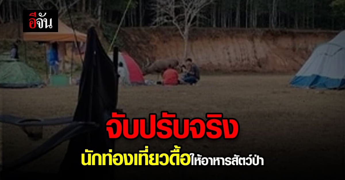 อุทยานแห่งชาติเขาใหญ่ เอาจริง ปรับนักท่องเที่ยวดื้อ แอบให้อาหารกวางป่า