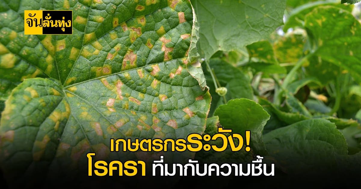สภาพอากาศวันนี้ เกษตรกร ระวัง โรคเชื้อรา ที่มากับความชื้น