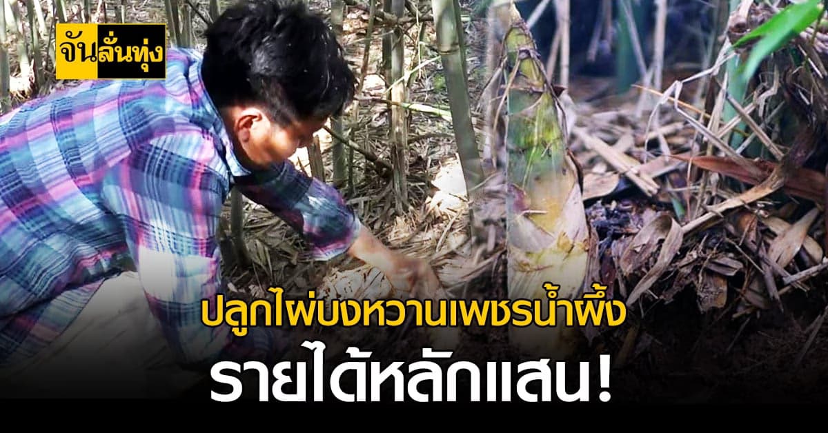 ล้มสวนมะพร้าว ปลูก ไผ่บงหวานเพชรน้ำผึ้ง รายได้กว่าแสนบาทต่อปี !