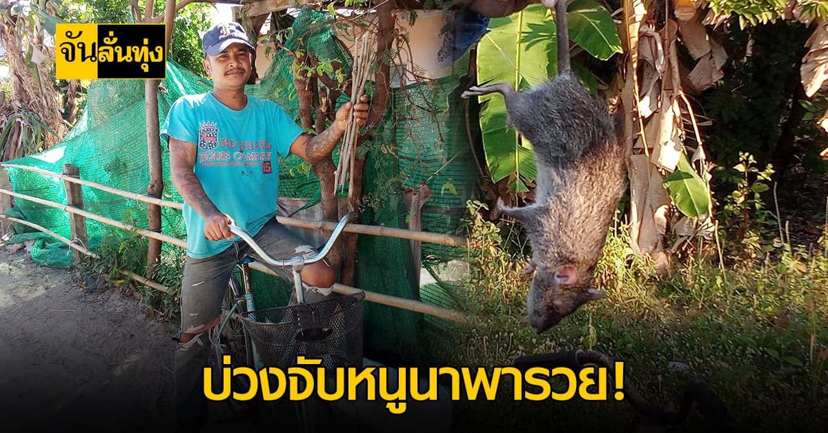 วิถีชีวิตชาวบ้าน ชาวนาว่างจากงาน ทำ บ่วงดักจับหนูนา พารวย!