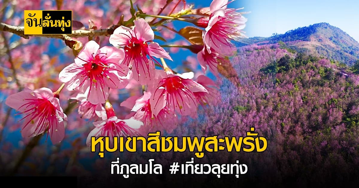 หุบเขาสีชมพู! ที่ ภูลมโล ดอกนางพญาเสือโคร่ง บานสะพรั่ง #เที่ยวลุยทุ่ง