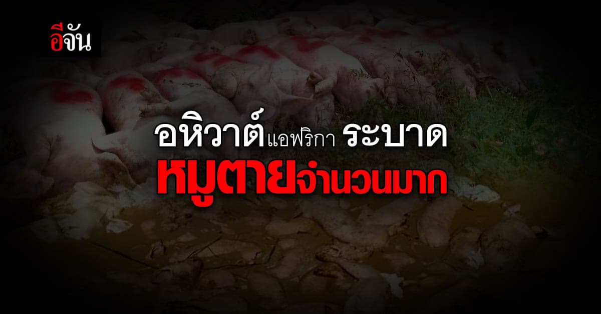 โรค อหิวาต์แอฟริกา ระบาด ส่งผลให้ ภาคอีสาน พบ หมูตาย จำนวนมาก
