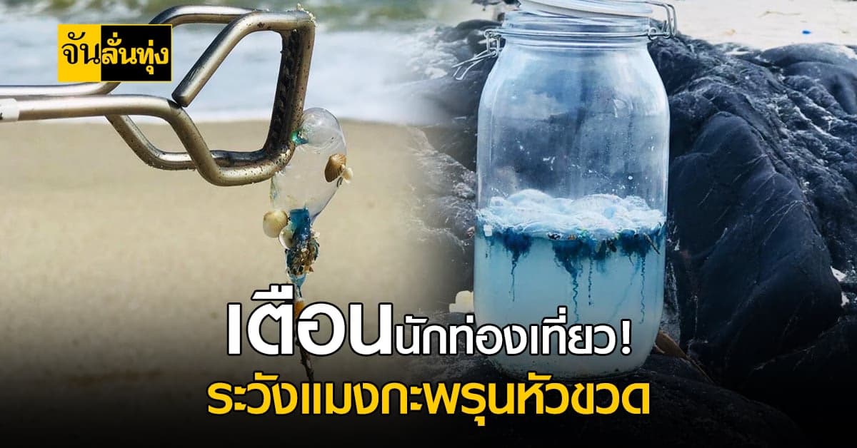 ระวังกันด้วยนะ! เจ้า แมงกะพรุนหัวขวด เกลื่อนหาดสมิหลา-ชลาทัศน์