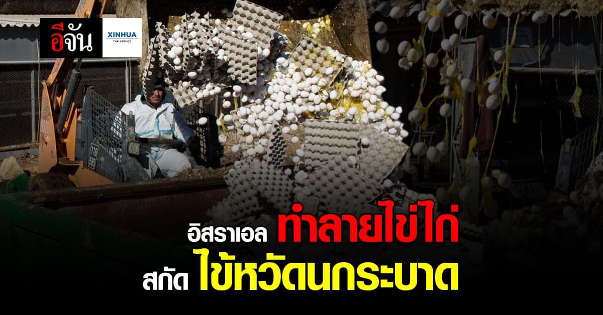 อิสราเอล ตัดใจ ทำลายไข่ไก่ ทิ้ง สกัด ไข้หวัดนก ระบาด
