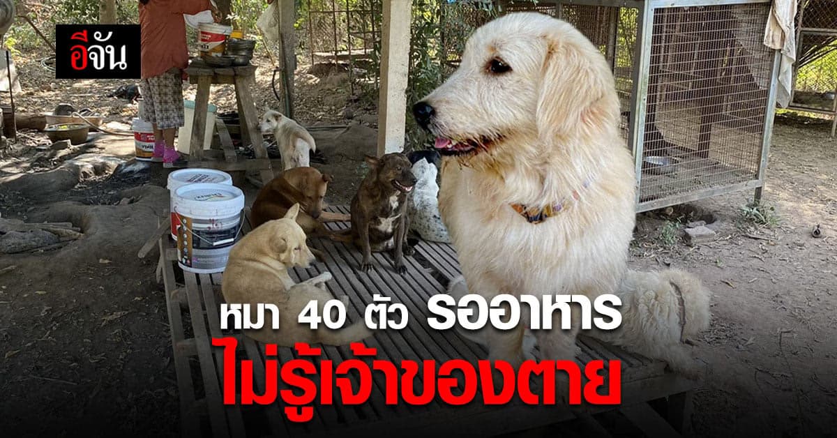 หมา 40 ตัว นั่งซึม รออาหาร โดยไม่รู้ว่า เจ้านายพวกมัน ตายไปแล้ว