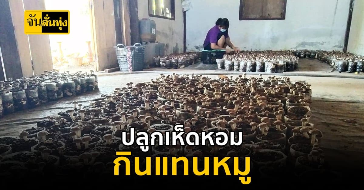 แพงนักใช่ไหม? ช่วงนี้ หมูมันแพง เปลี่ยนมากิน เห็ดหอม แทนไปก่อนนะ