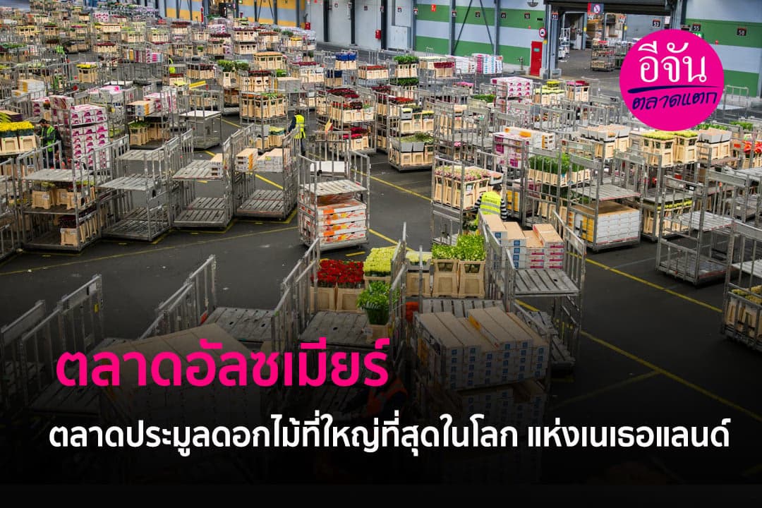 เปิด ตลาดอัลซเมียร์ ตลาดประมูลดอกไม้ที่ใหญ่ที่สุดในโลก