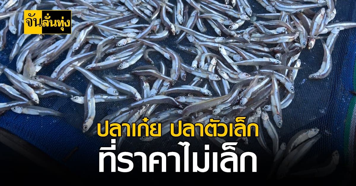 พาไปรู้จัก ปลาเก๋ย ตากแห้ง ปลาตัวเล็ก แต่ราคาไม่เคยเล็ก