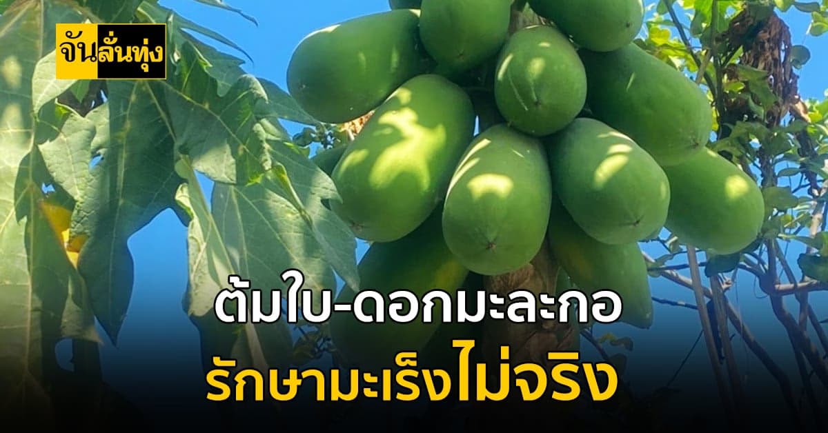 สถาบันมะเร็งแห่งชาติ ปฏิเสธข่าว ดอก-ใบ มะละกอ รักษามะเร็งไม่ได้ !