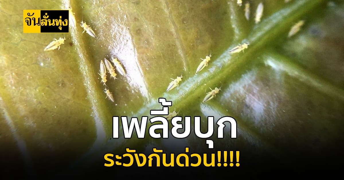 เตือนภัยชาวเกษตรกรชาวสวนมะม่วง เรื่องการระบาด “เพลี้ยไฟพริก”