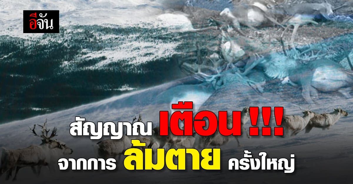 สภาพอากาศ ที่ร้อนขึ้นใน อาร์กติก ได้ คร่าชีวิต กวางเรนเดียร์ นับร้อย