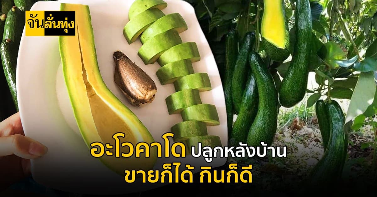 แจกสูตรปลูกฟรี!! อะไวคาโด ปลูกติดบ้าน ได้ทั้งกิน ทั้งขาย