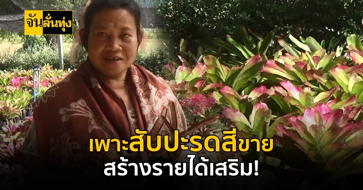 ชาวสวนมะม่วง เนินประปราง หันมาปลูกสับปะรดสี ขายออนไลน์รายได้ปัง!