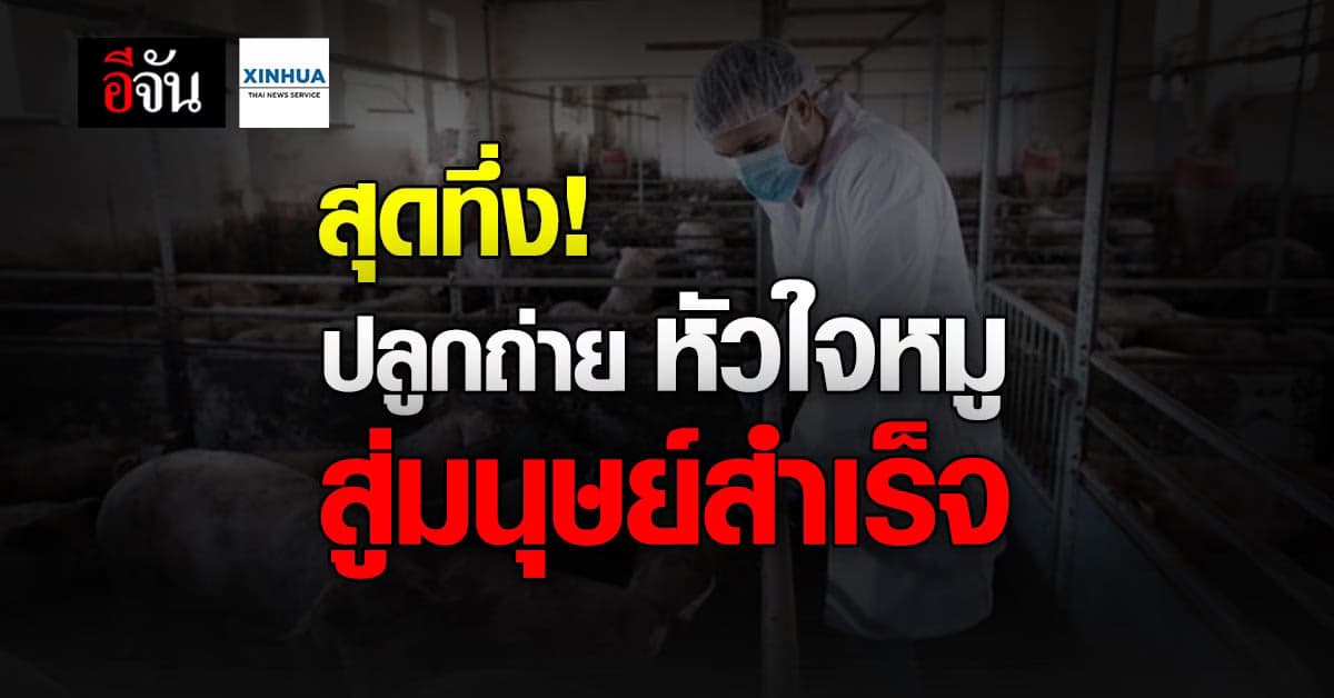 ผู้ป่วยโรคหัวใจ ชาวอเมริกัน ปลูกถ่าย หัวใจหมู ครั้งแรกในโลก สำเร็จ