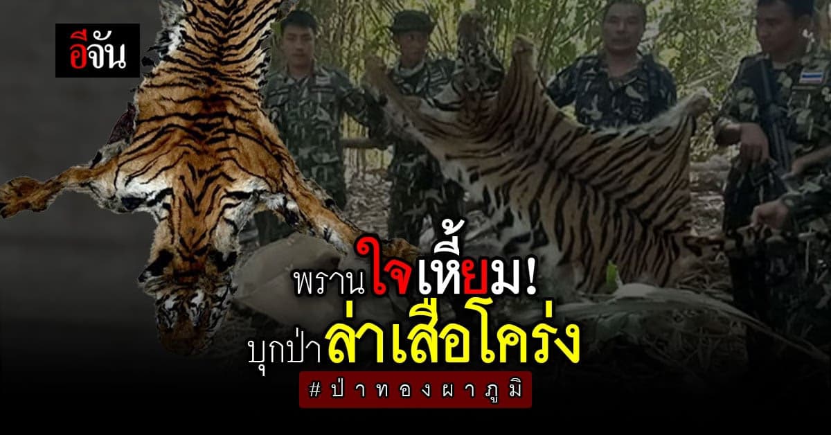 เหิมเกริม! กลุ่มนายพรานบุกป่าทองผาภูมิ ล่าเสือโคร่ง ตาย 2 ตัว