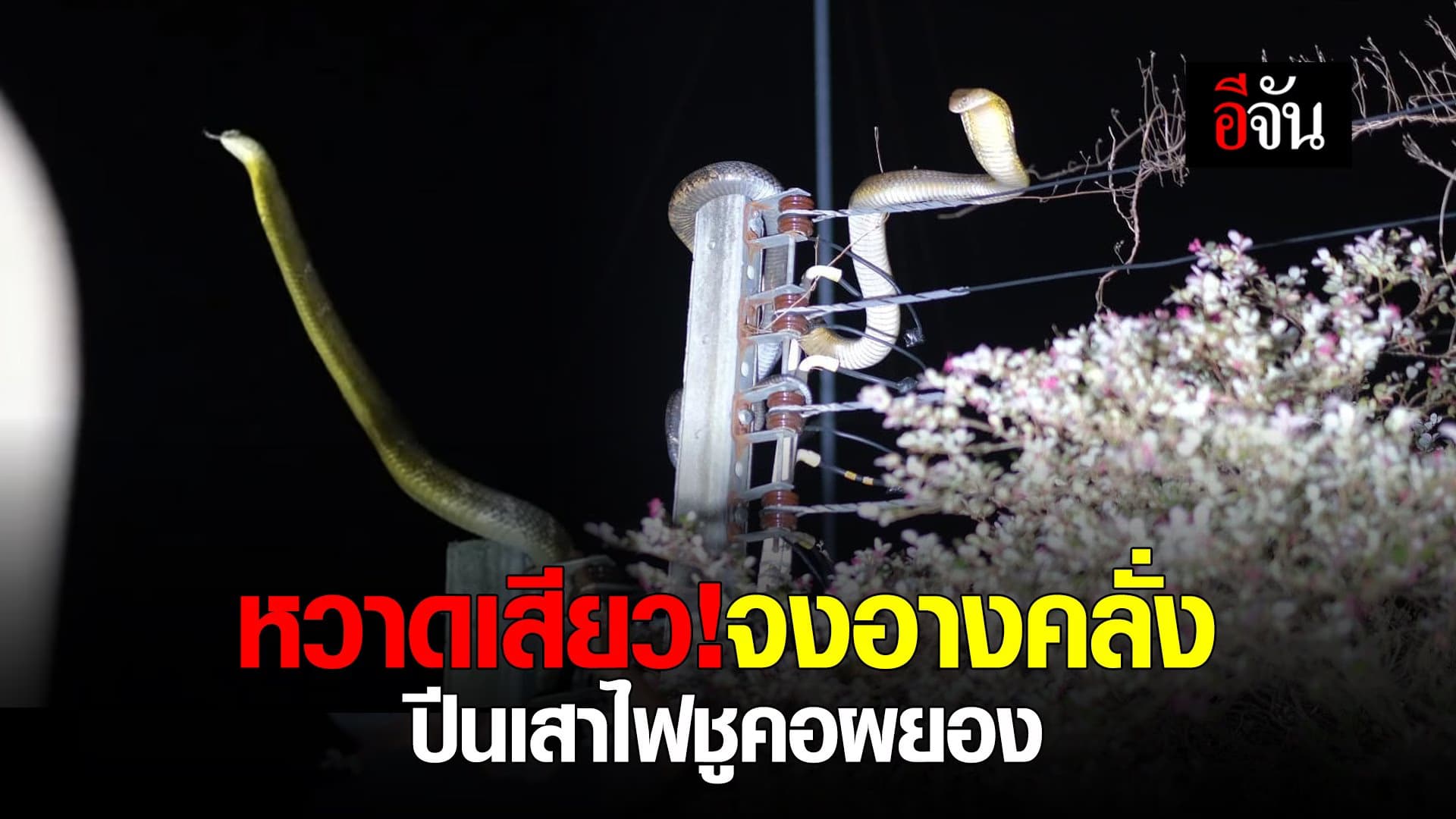 คลิป : นาทีระทึก! จับ จงอางคลั่ง ปีนเสาไฟฟ้า ชูคอข่ม!