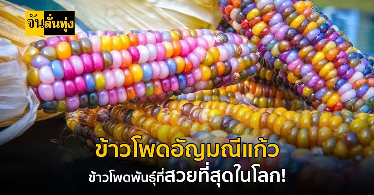 ข้าวโพดสีรุ้ง หรือ ข้าวโพดอัญมณีแก้ว ข้าวโพดพันธุ์ที่สวยที่สุดในโลก !