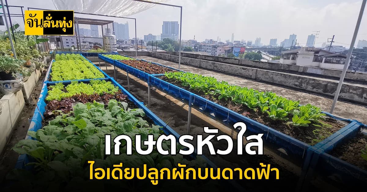 มีที่ตรงไหนก็สร้างเงินได้ เกษตรหัวใส ไอเดียปลูกผักบนดาดฟ้าสร้างรายได้