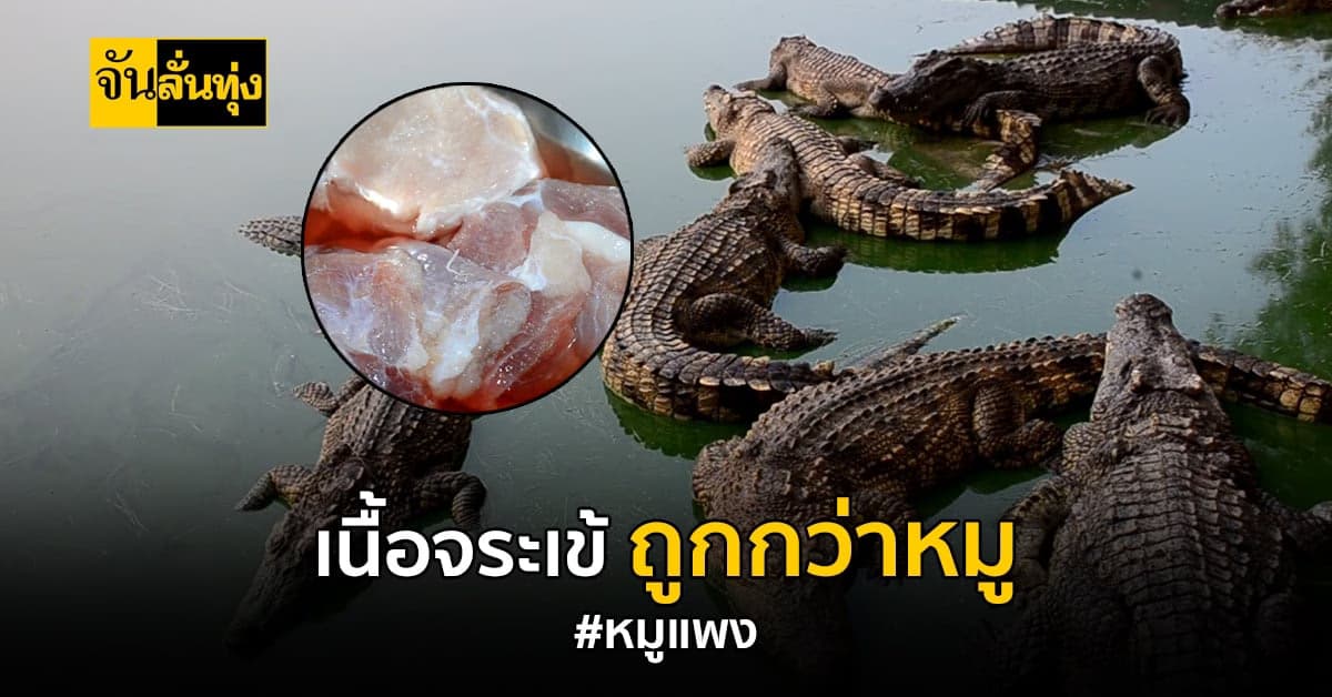 ทางเลือกใหม่ หนีราคาหมูแพง แถมใช้ประโยชน์ได้ทั้งตัว
