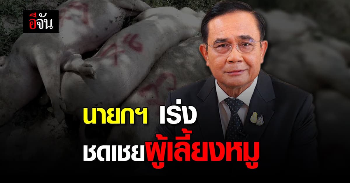 นายกฯ เร่ง กรมปศุสัตว์ ชดเชยผู้เลี้ยง สุกร หลัง อหิวาต์แอฟริกา ระบาด