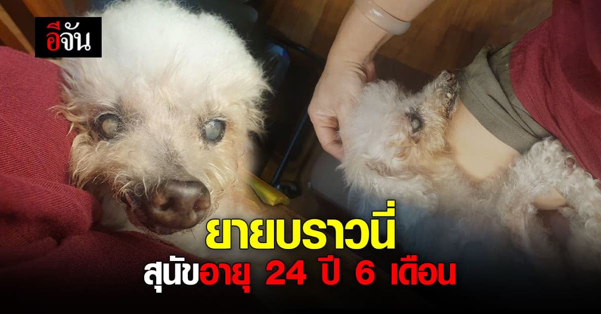 ทึ่ง! สุนัขอายุ 24 ปี เจ้าของ เผย! เลี้ยงด้วยความรัก