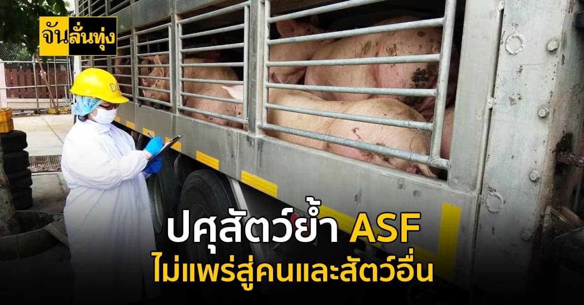 กรมปศุสัตว์ย้ำชัด ASF ไม่แพร่สู่คนและสัตว์อื่น ประชาชนไม่ต้องกังวล