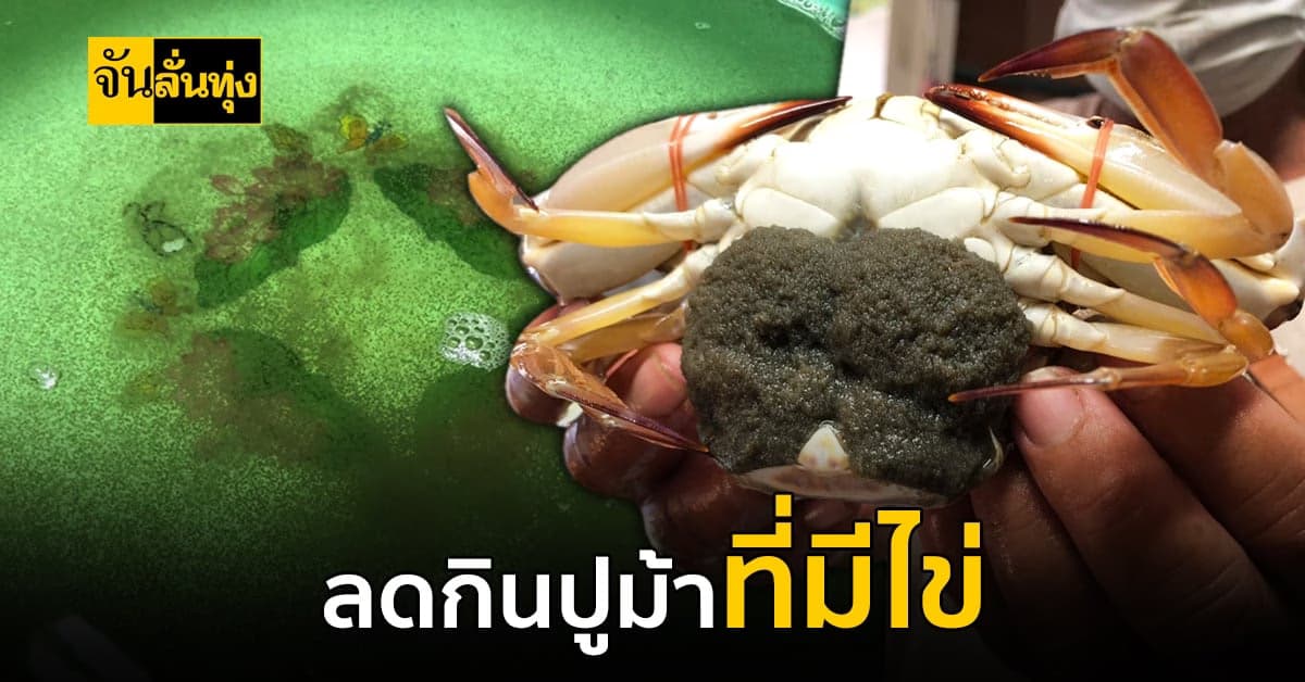 ช่วยกันรณรงค์งดทานปูม้าที่มีไข่ เพื่อช่วยฟื้นฟูทรัพยากรปูม้าต่อไป