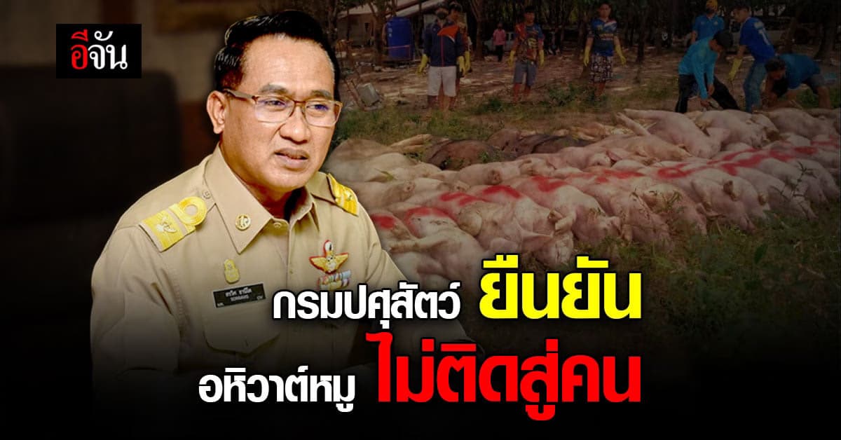 กรมปศุสัตว์ ยืนยัน โรค อหิวาต์หมู ไม่ระบาดสู่คน