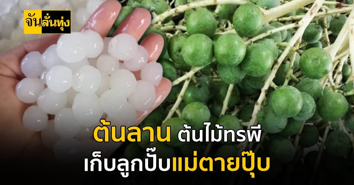 ต้นลาน ลูกฆ่าแม่ ปลูกนาน 40-50 ปี เก็บลูกปุ๊บแม่ตายปั๊บ