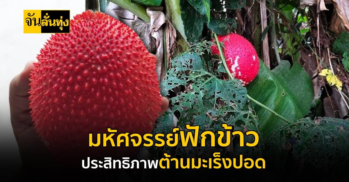 ทำความรู้จักกับ ฟักข้าว สมุนไพรไทยต้านมะเร็งปอด