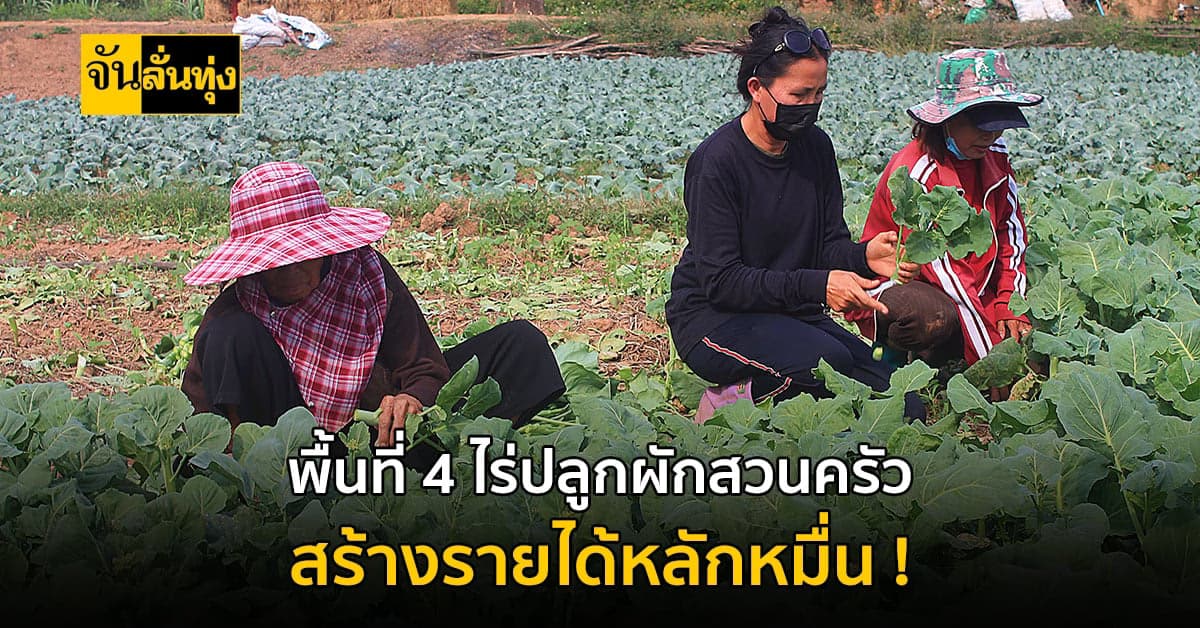 ใช้พื้นที่ 4 ไร่ ปลูกผักสวนครัว สร้างรายนับหมื่นต่อเดือน